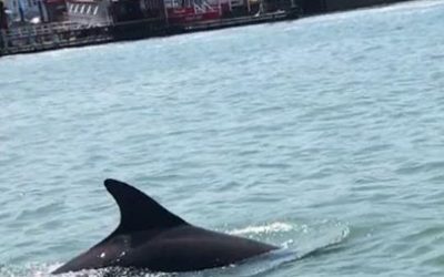 News 10 Dolphin sighting puts smiles on faces